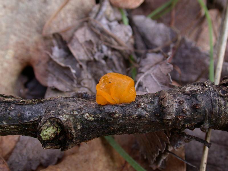 Escursione in cipresseta